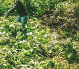 Blackberry bush removal