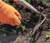 Gardening, weeding, bed work