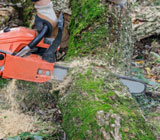 Land clearing, tree and stump removal