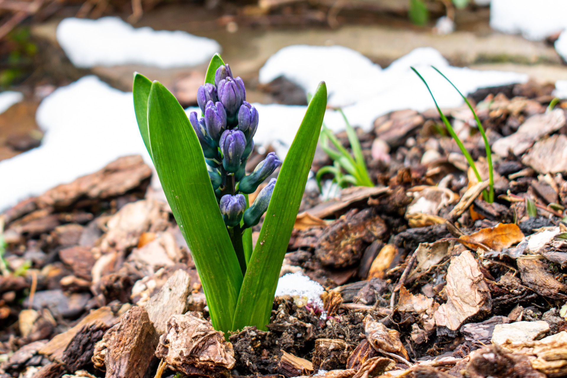A small, decorative plant surrounded by beauty bark