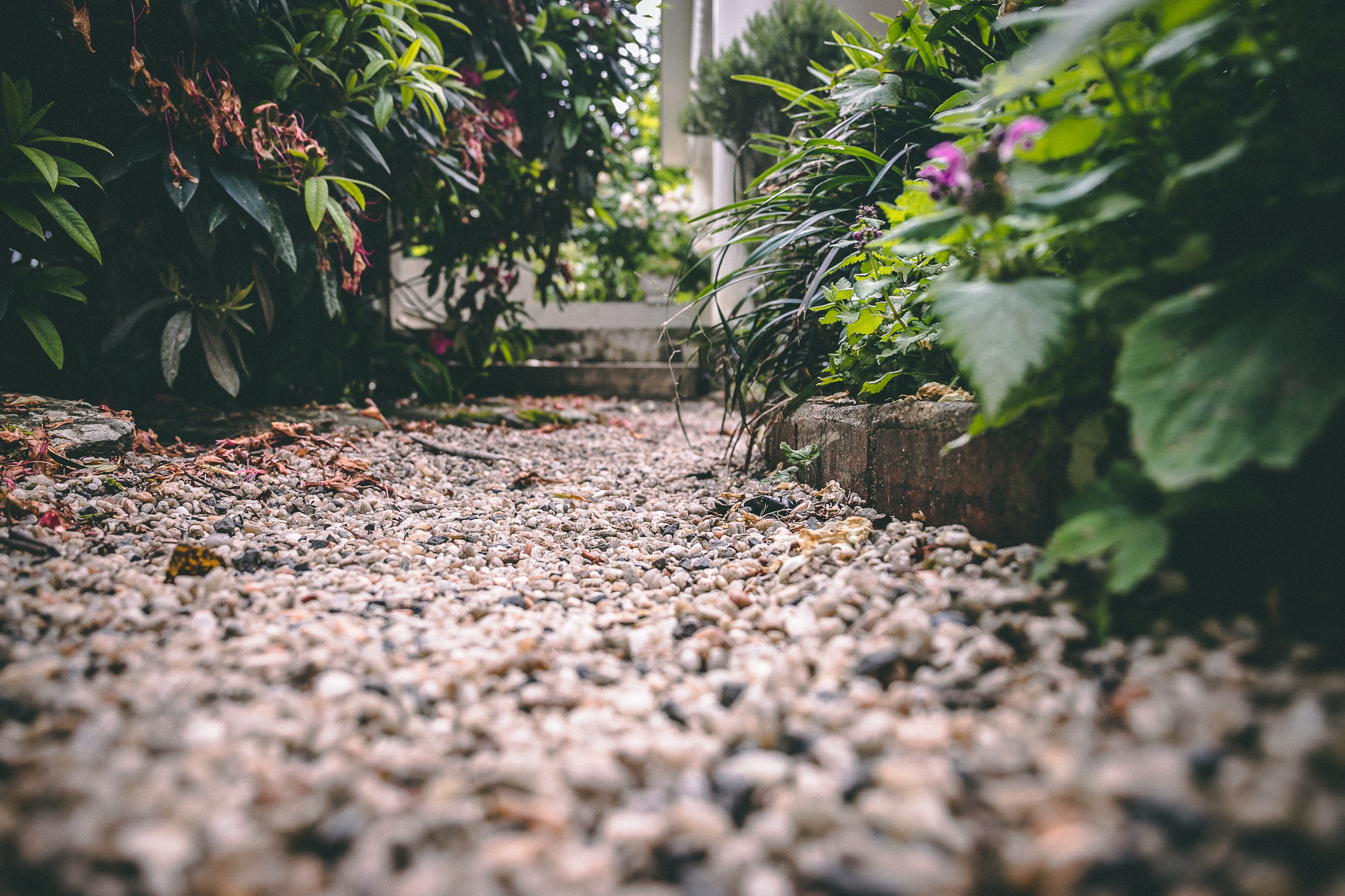 A white gravel path surrounded by ferns and other plants