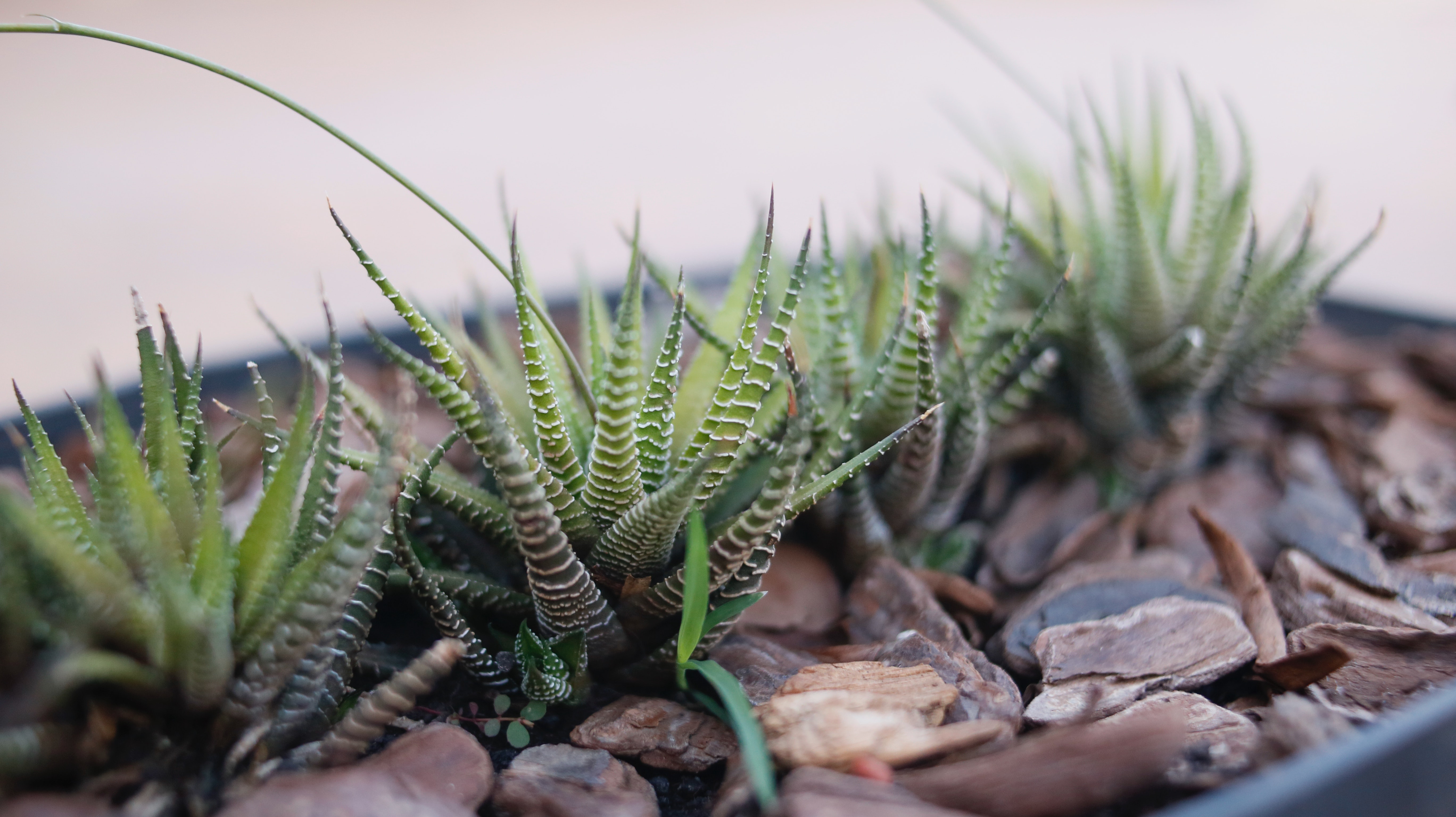 Haworthia fasciata plants used in landscaping pot surrounded by decorative stones and beauty bark
