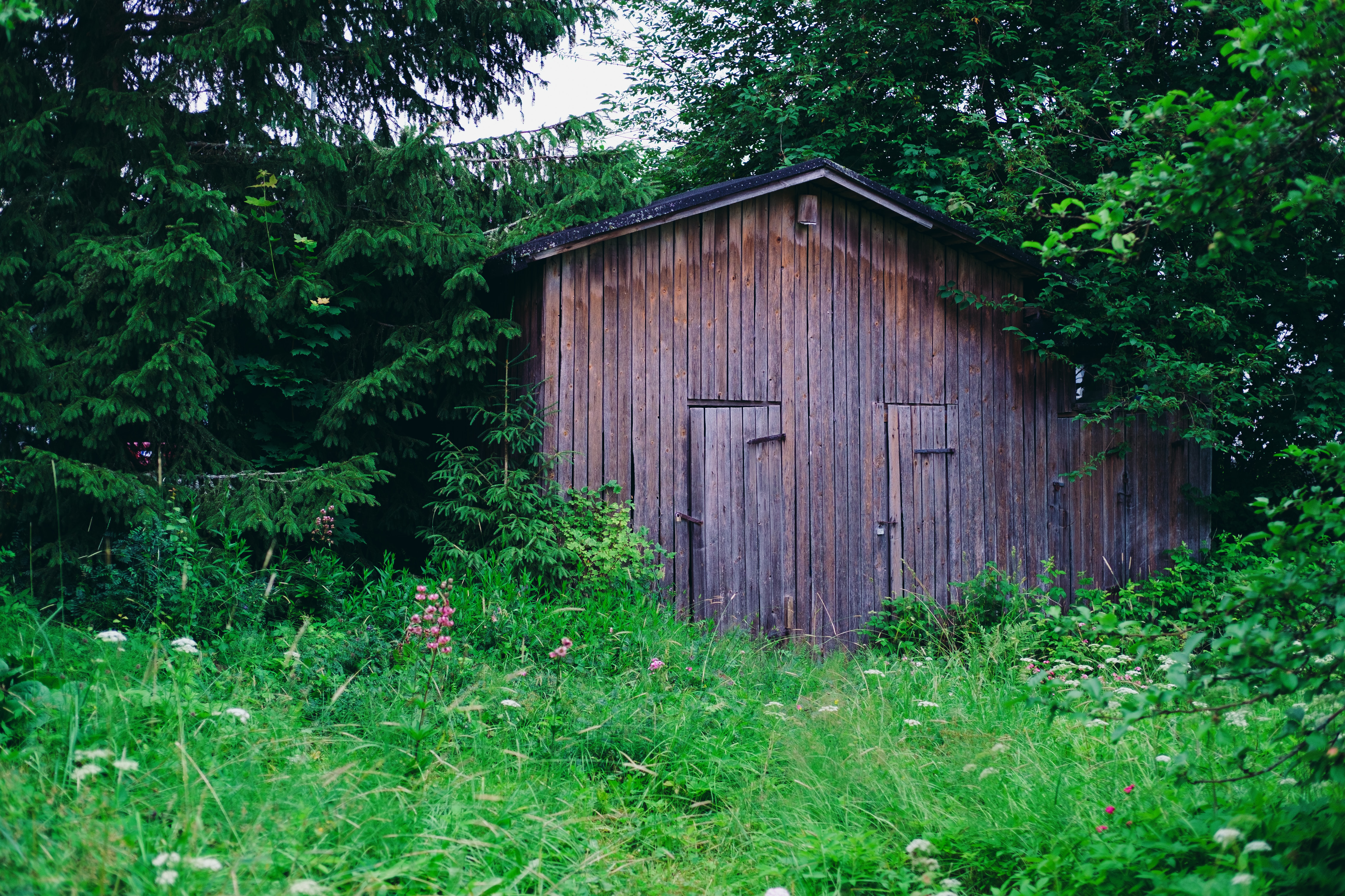 shed overgrown by grass and brush