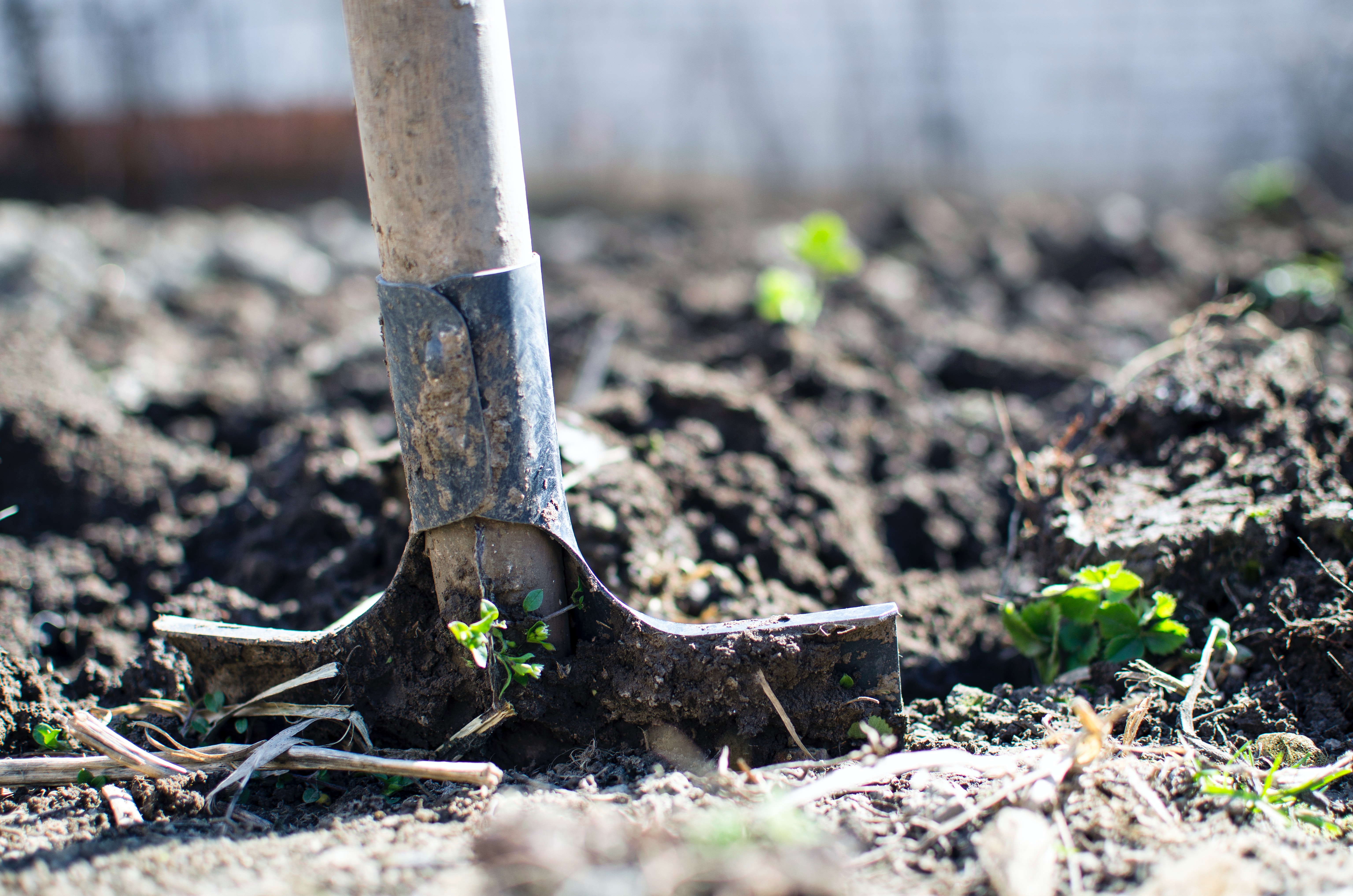 A shovel digging into the ground while removing a blackberry bush.