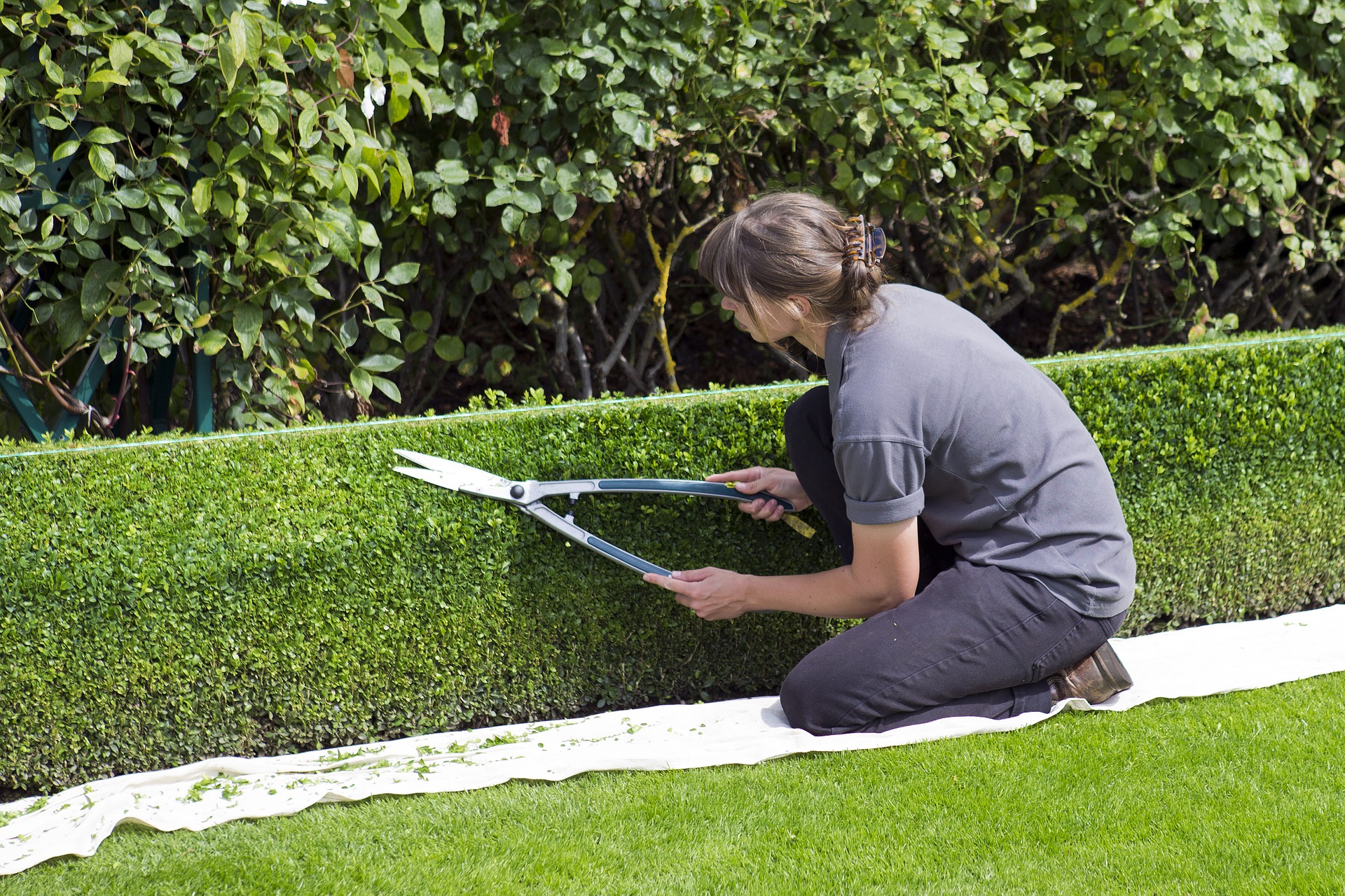 A woman kneeling next to a small hedge and trimming it.